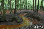 Beech (Fagus sylvatica)