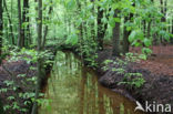 Beech (Fagus sylvatica)