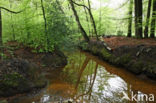 Beech (Fagus sylvatica)