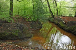 Beech (Fagus sylvatica)