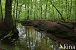 Beech (Fagus sylvatica)