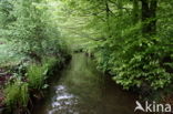 Beech (Fagus sylvatica)