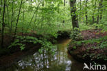 Beech (Fagus sylvatica)