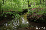 Beuk (Fagus sylvatica)