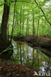 Beech (Fagus sylvatica)