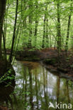 Beech (Fagus sylvatica)