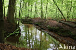 Beech (Fagus sylvatica)