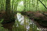 Beech (Fagus sylvatica)