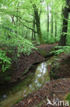 Beech (Fagus sylvatica)