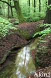 Beech (Fagus sylvatica)