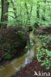 Beech (Fagus sylvatica)