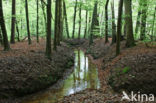 Beech (Fagus sylvatica)