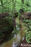 Beech (Fagus sylvatica)