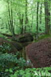 Beuk (Fagus sylvatica)