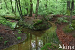 Beech (Fagus sylvatica)