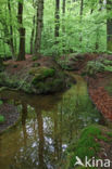 Beech (Fagus sylvatica)