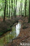 Beech (Fagus sylvatica)