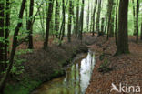 Beech (Fagus sylvatica)