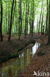 Beech (Fagus sylvatica)