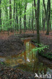 Beech (Fagus sylvatica)