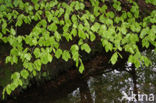 Beuk (Fagus sylvatica)