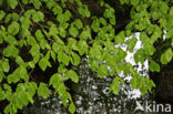 Beuk (Fagus sylvatica)