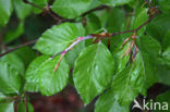 Beuk (Fagus sylvatica)