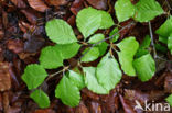 Beuk (Fagus sylvatica)