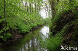 Beuk (Fagus sylvatica)