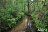 Beuk (Fagus sylvatica)