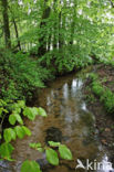 Beuk (Fagus sylvatica)