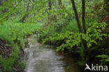 Beech (Fagus sylvatica)