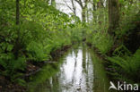 Beech (Fagus sylvatica)