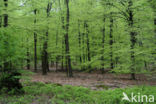 Beech (Fagus sylvatica)