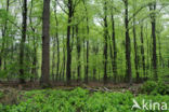 Beech (Fagus sylvatica)