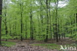 Beech (Fagus sylvatica)