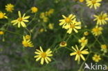 Narrow-leaved Ragwort (Senecio inaequidens)