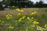 Narrow-leaved Ragwort (Senecio inaequidens)