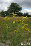 Narrow-leaved Ragwort (Senecio inaequidens)