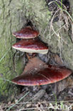 Beefsteak Fungus (Fistulina hepatica)