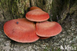 Biefstukzwam (Fistulina hepatica)