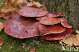 Biefstukzwam (Fistulina hepatica)