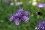 Bijenvoer (Phacelia tanacetifolia)