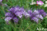 Bijenvoer (Phacelia tanacetifolia)