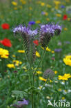 Lacy Phacelia (Phacelia tanacetifolia)