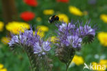 Lacy Phacelia (Phacelia tanacetifolia)