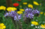 Lacy Phacelia (Phacelia tanacetifolia)