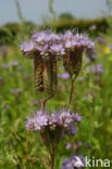 Bijenvoer (Phacelia tanacetifolia)