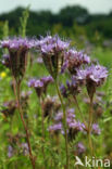 Bijenvoer (Phacelia tanacetifolia)