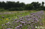 Lacy Phacelia (Phacelia tanacetifolia)